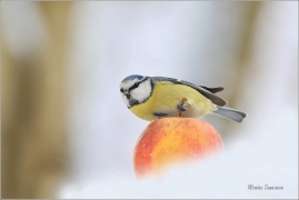 <p>SÝKORA MODŘINKA (Cyanistes caeruleus) ---- /Eurasian blue tit - Blaumeise/</p>